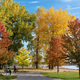 Illustration for article titled 2019-10-20 Looking for Fall Colours Around Downtown Kingston